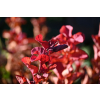 Tawuła brzozolistna Tor-Spiraea betulifolia