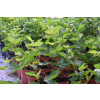 Jeżyna Juhas - Rubus fruticosus