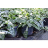 Miodunka Trevi Fountain - Pulmonaria x hybrida
