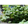 Truskawka Kaskada - Fragaria × ananassa