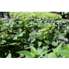 Truskawka Kaskada - Fragaria × ananassa