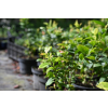 Borówka Sapphire - Vaccinium