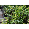 Borówka Sapphire - Vaccinium