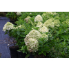 Hortensja bukietowa Little Spooky-Hydrangea paniculata
