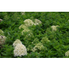 Hortensja bukietowa Little Spooky-Hydrangea paniculata