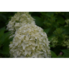 Hortensja bukietowa Little Spooky-Hydrangea paniculata