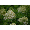 Hortensja bukietowa Little Spooky-Hydrangea paniculata