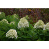Hortensja bukietowa Little Spooky-Hydrangea paniculata