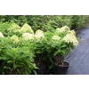 Hortensja bukietowa Little Spooky-Hydrangea paniculata