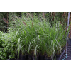 Rozplenica japońska Red Head - Pennisetum alopecuroides