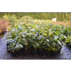 Kielichowiec Raulstona Hartlage Wine-Calycanthus x raulstonii