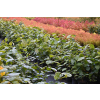Kielichowiec Raulstona Hartlage Wine-Calycanthus x raulstonii