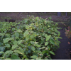 Kielichowiec Raulstona Hartlage Wine-Calycanthus x raulstonii
