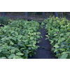 Kielichowiec Raulstona Hartlage Wine-Calycanthus x raulstonii