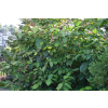 Kielichowiec Raulstona Hartlage Wine-Calycanthus x raulstonii