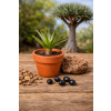 Dracena smocza