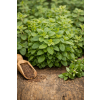 Oregano