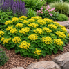 Rozchodnik kamczacki -Sedum  kamtschaticum var. ellacombianum