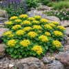 Rozchodnik kamczacki -Sedum  kamtschaticum var. ellacombianum