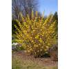 Forsycja pośrednia Goldzauber-Forsythia x intermedia