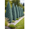 Jałowiec skalny Blue Arrow - Juniperus scopulorum