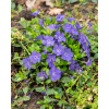 Barwinek pospolity - Vinca minor
