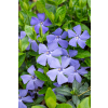 Barwinek pospolity - Vinca minor
