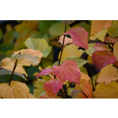 Fotergilla większa-Fothergilla major