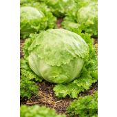 Sałata krucha lodowa Królowa Lata