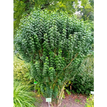 Dereń świdwa Compressa-Cornus sanguinea