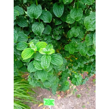 Dereń świdwa Compressa-Cornus sanguinea