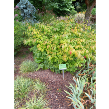 Trzmielina oskrzydlona Little Moses - Euonymus alatus