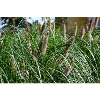 Rozplenica japońska Red Head - Pennisetum alopecuroides