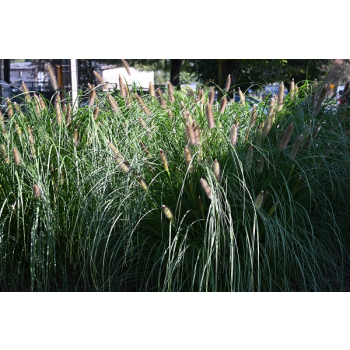 Rozplenica japońska Red Head - Pennisetum alopecuroides