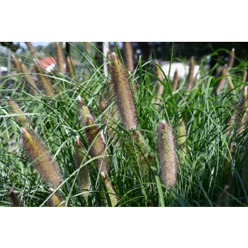 Rozplenica japońska Red Head - Pennisetum alopecuroides