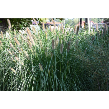 Rozplenica japońska Red Head - Pennisetum alopecuroides