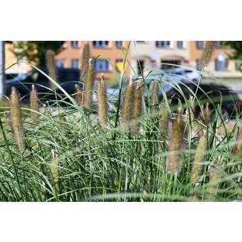 Rozplenica japońska Red Head - Pennisetum alopecuroides