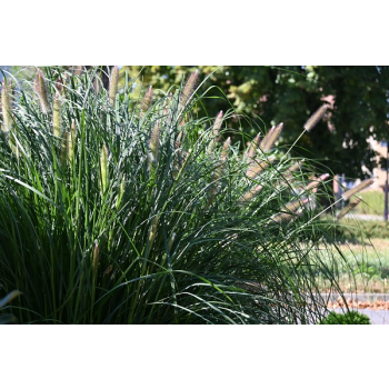 Rozplenica japońska Red Head - Pennisetum alopecuroides