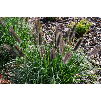 Rozplenica japońska Black Beauty - Pennisetum alopecuroides