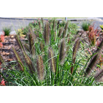 Rozplenica japońska Black Beauty - Pennisetum alopecuroides