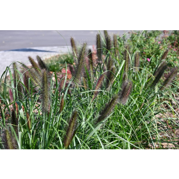 Rozplenica japońska Black Beauty - Pennisetum alopecuroides