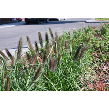 Rozplenica japońska Black Beauty - Pennisetum alopecuroides