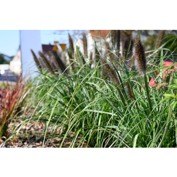 Rozplenica japońska Black Beauty - Pennisetum alopecuroides