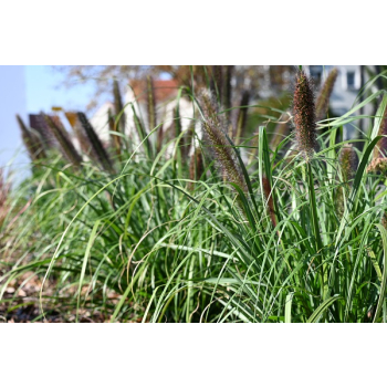 Rozplenica japońska Black Beauty - Pennisetum alopecuroides