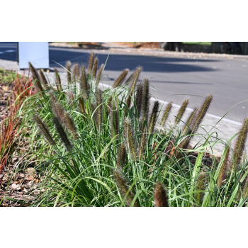 Rozplenica japońska Black Beauty - Pennisetum alopecuroides