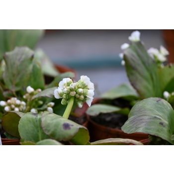 Bergenia sercolistna Snowtime - Bergenia cordifolia