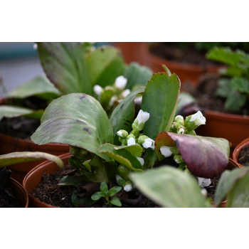 Bergenia sercolistna Snowtime - Bergenia cordifolia