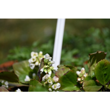 Bergenia sercolistna Snowtime - Bergenia cordifolia