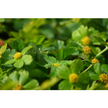 Cieszynianka wiosenna - Hacquetia epipactis