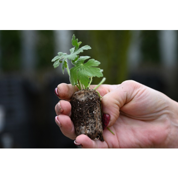 Bodziszek korzeniasty Geranimo White - Geranium macrorrhizum